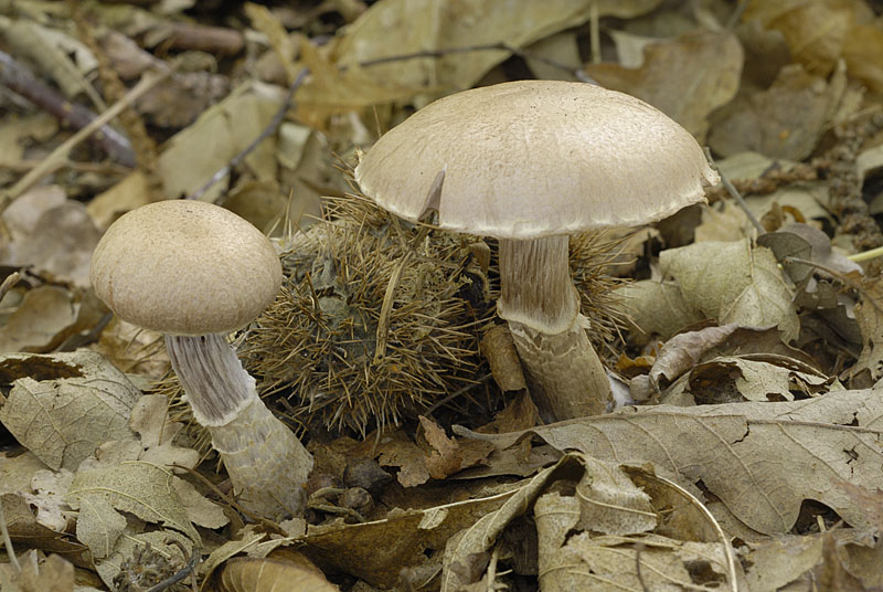 Cortinarius (subgenus Telamonia) torvus